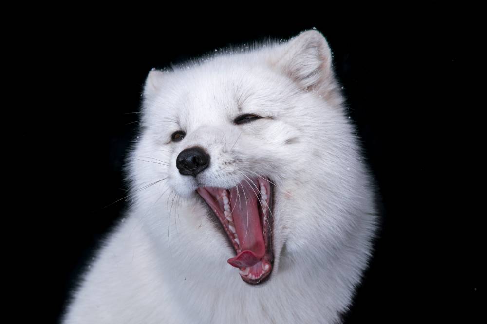 Portrait of white wolf yawning